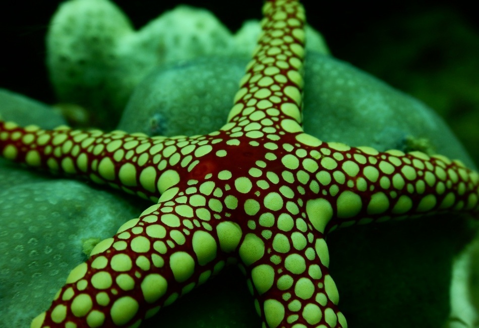 Starfish