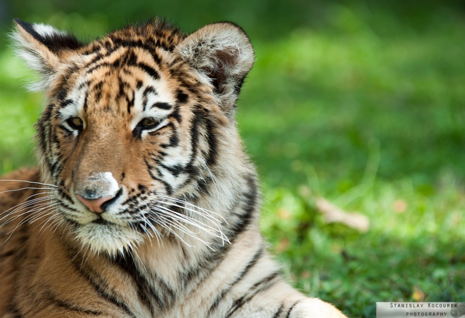 Císařský den 2013