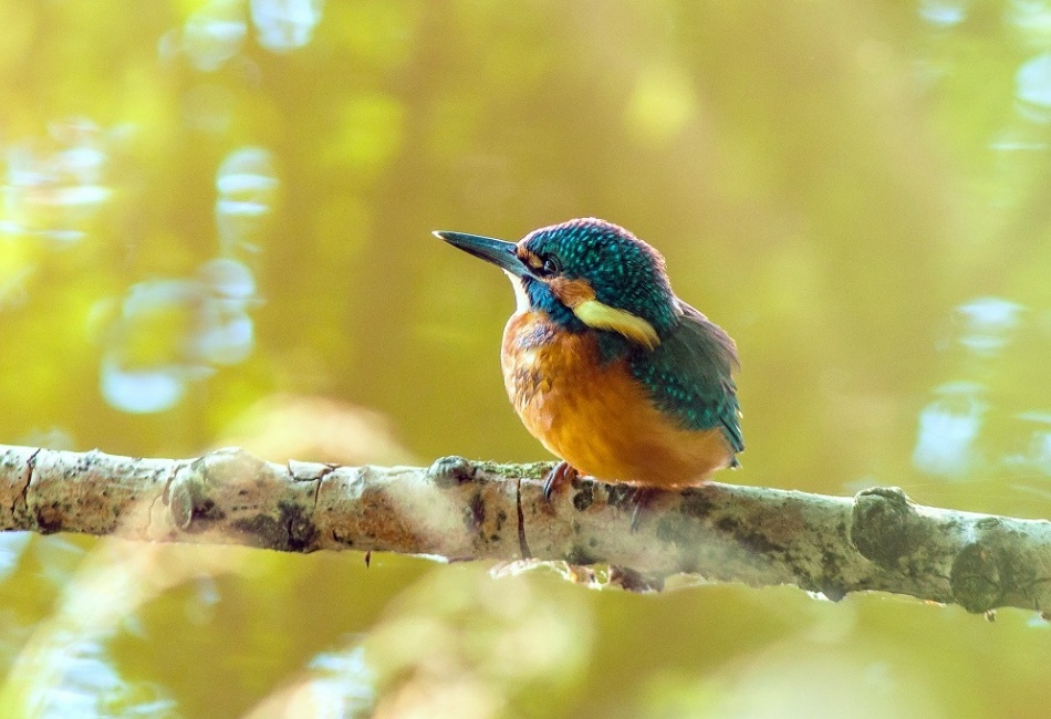 Ledňáček říční