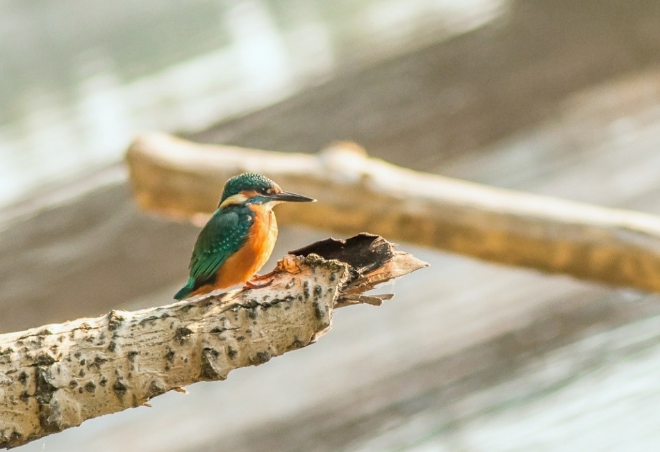 Ledňáček říční