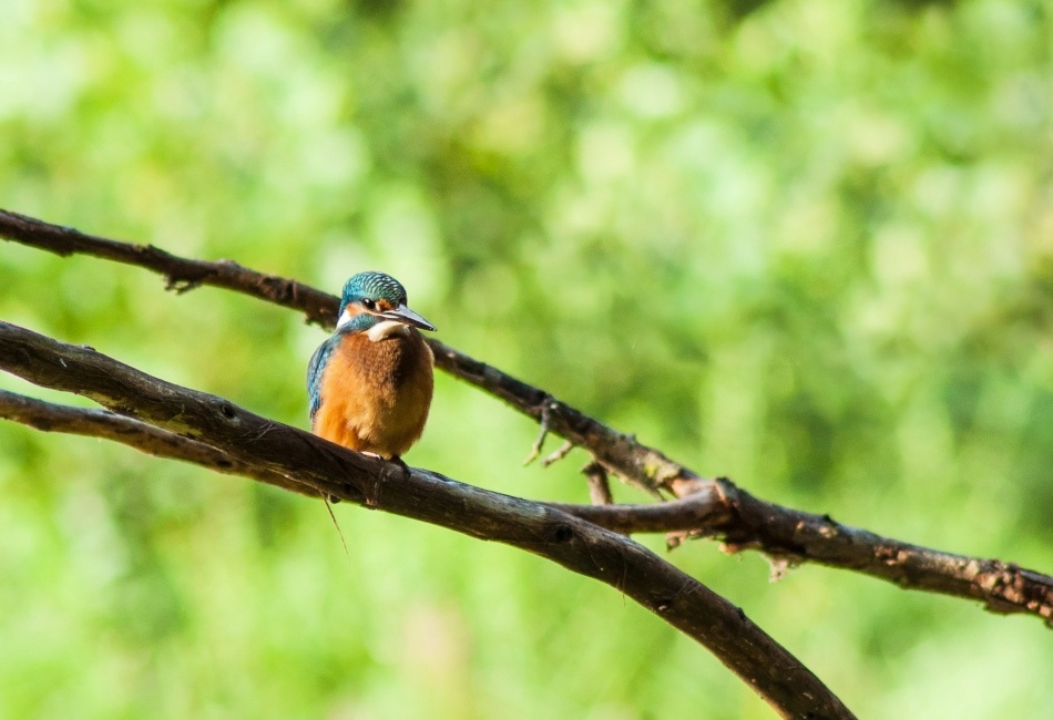 Ledňáček říční II