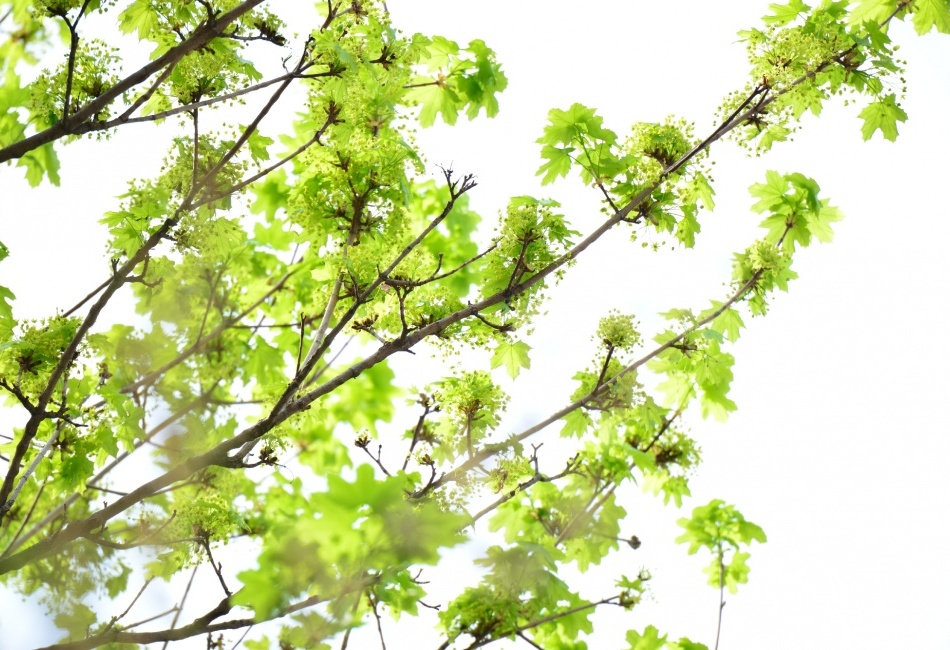 listy v protisvětle