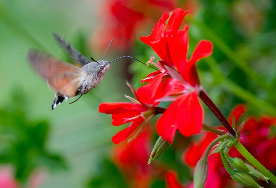 Dlouhozobka svízelová