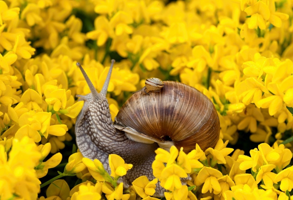 Šnek černý pasažer