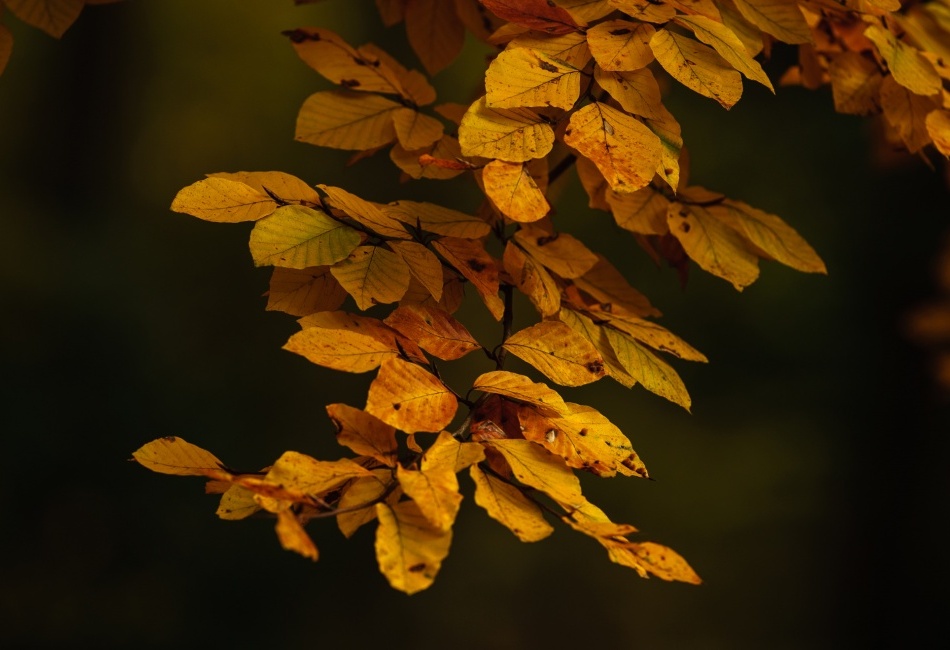 Vzpomínka na podzim