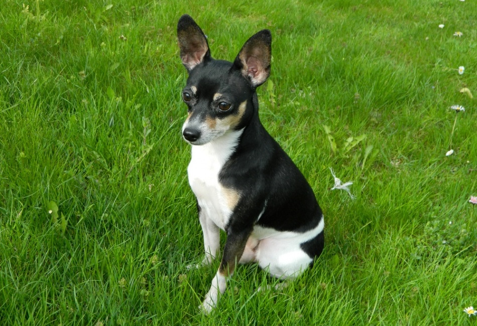 Travička zelená, to je moje potěšení, ..............