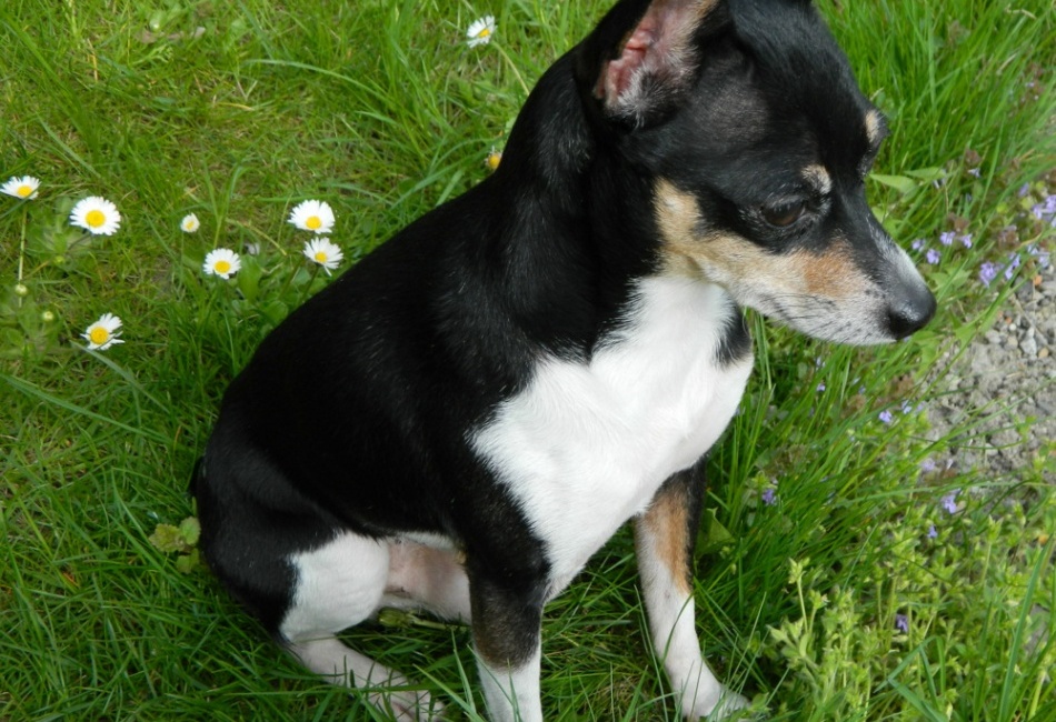 Travička zelená, to je moje potěšení, ..............