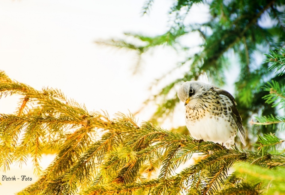 Sedim si na konari a je  mi dobre 