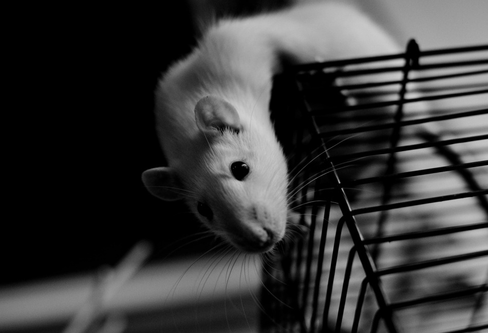 Čichám, čichám, člověčinu