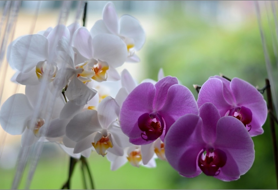 Phalaenopsis