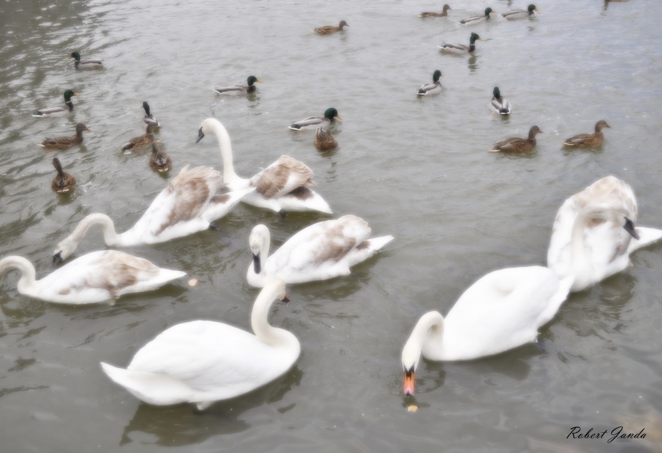 Labutě na řece Moravě