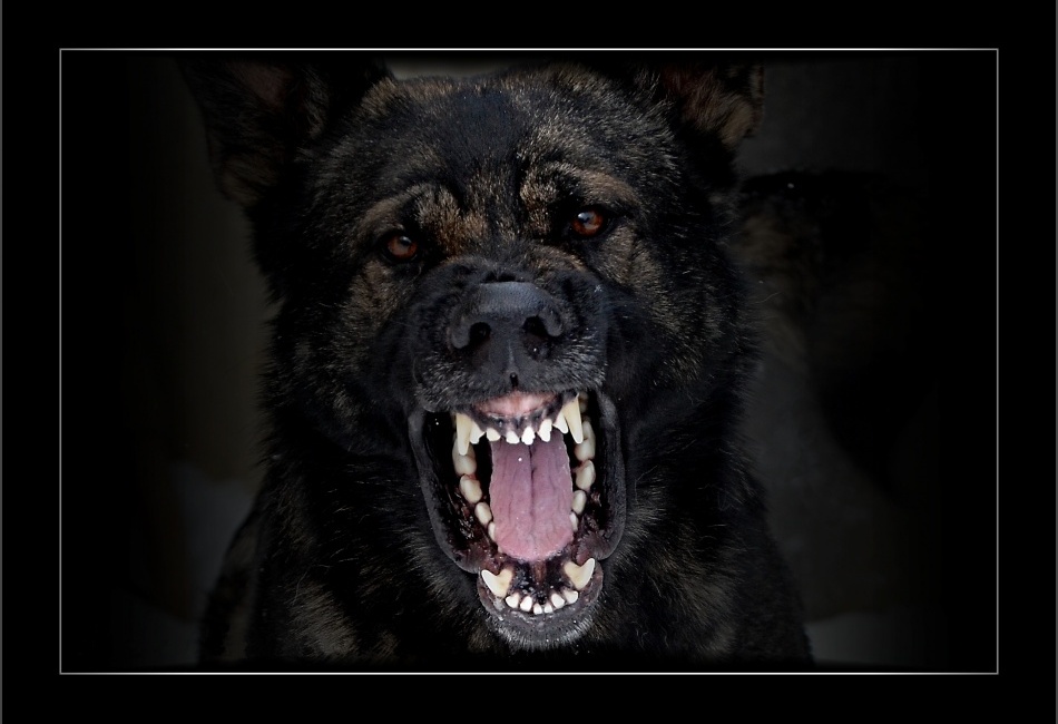 Dar z Chodského království