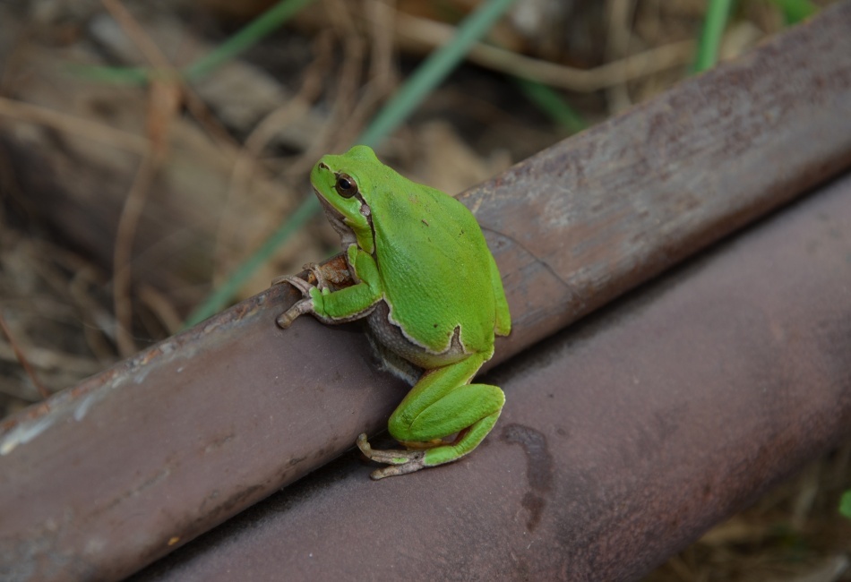 rosnička na našom dvore:)