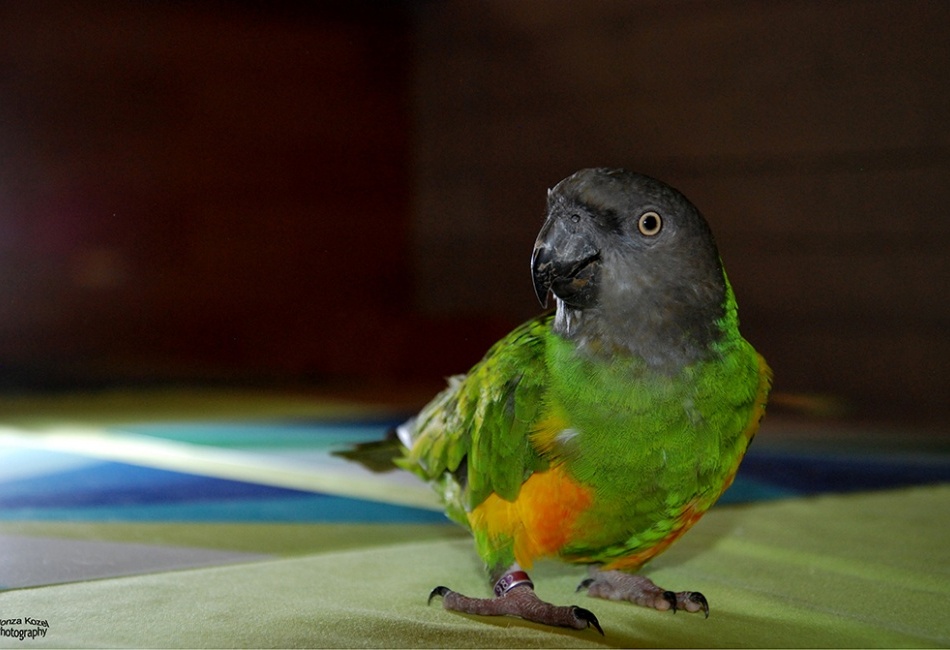 Papoušek Senegalský