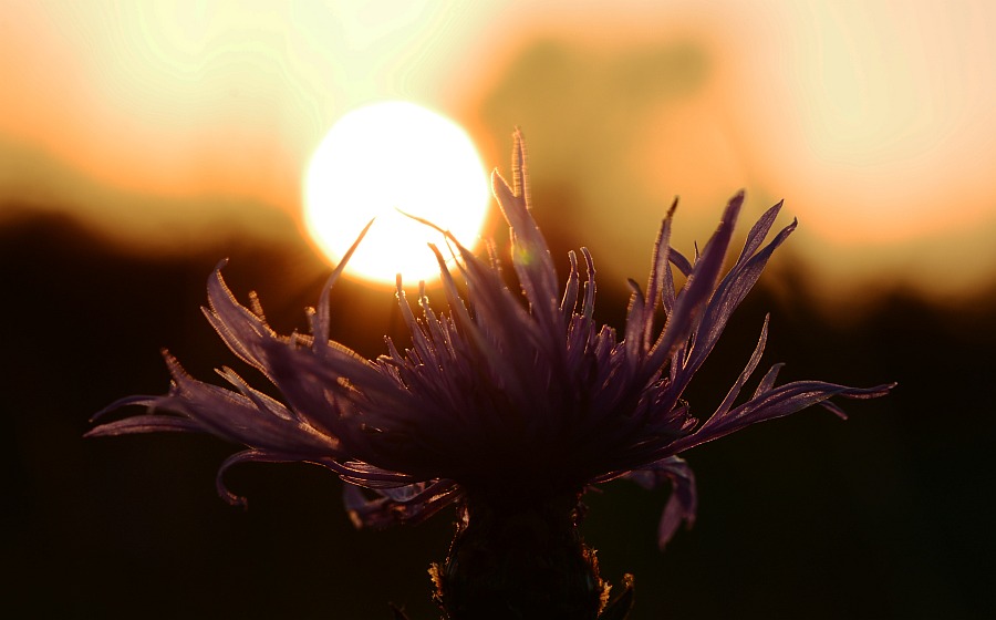 Nad chrpou luční slunce zapadá