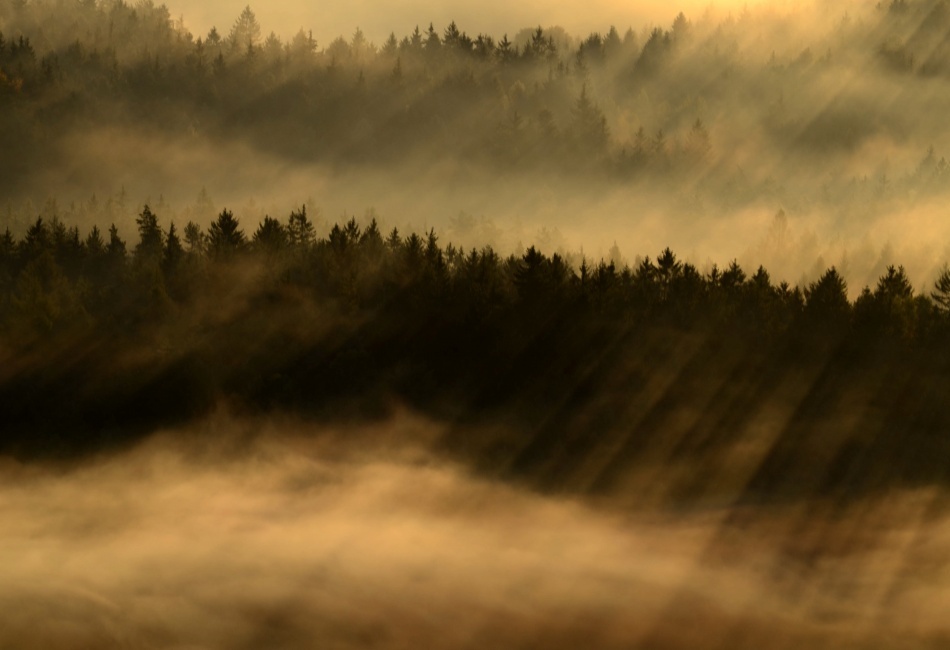 Mlžné lesy
