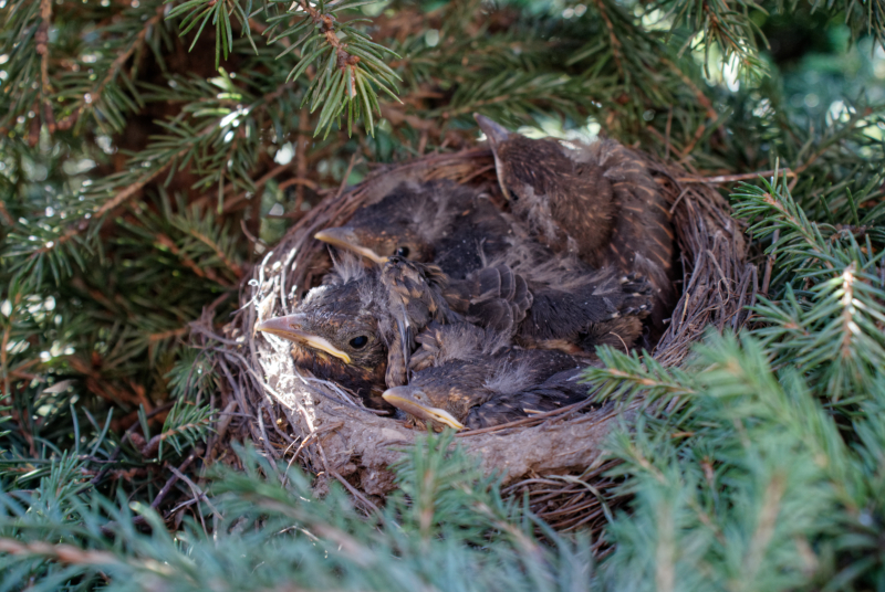 Ta krásná příroda