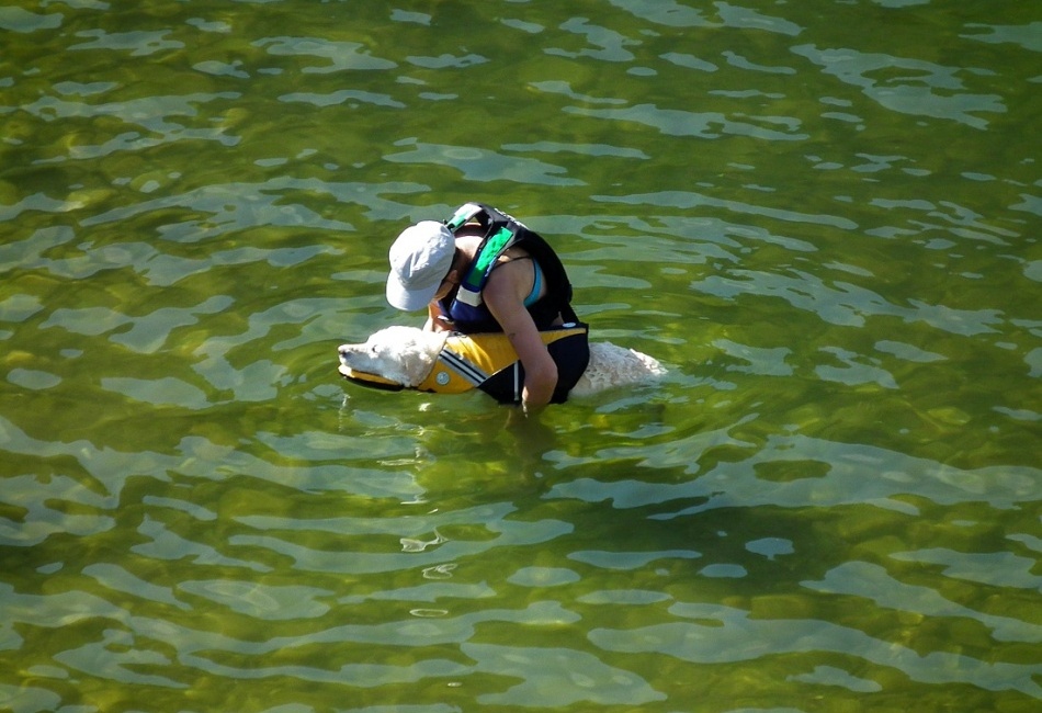 starého psa novým kouskům učiti