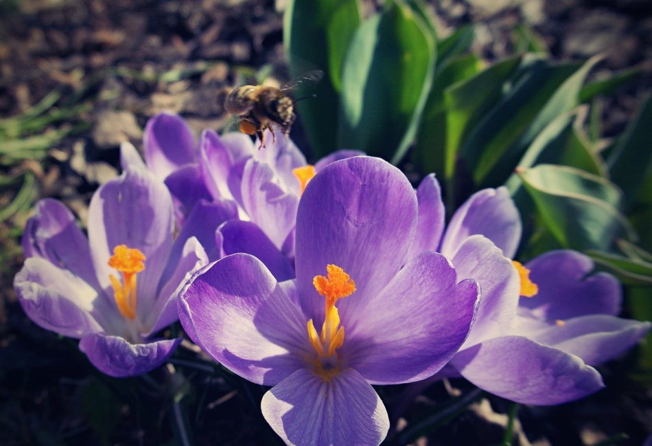 Krokusy s dychtivou včelou