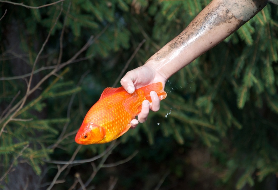 Skákající rybička