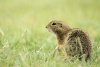 Sysel obecný (Spermophilus citellus)