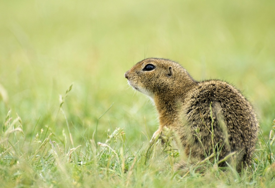 Sysel obecný (Spermophilus citellus)