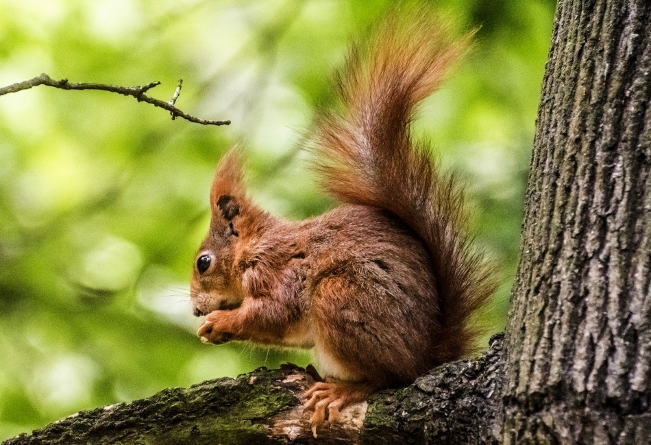 Veverka obecná (Sciurus vulgaris)