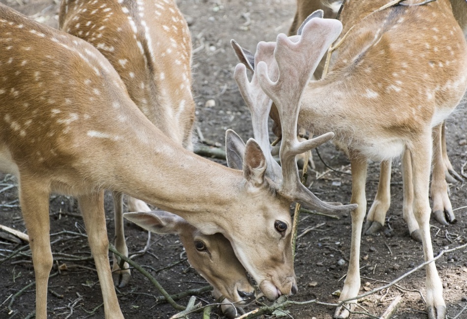 Daněk evropský (Dama dama)