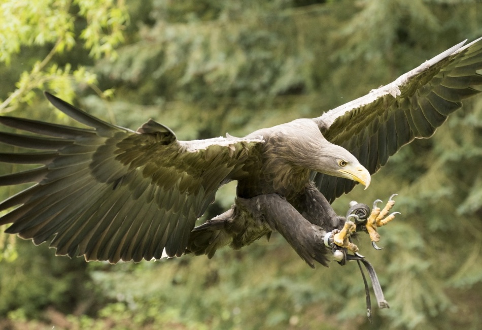 Orel skalní (Aquila chrysaetos)