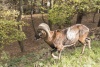 Muflon (Ovis musimon)