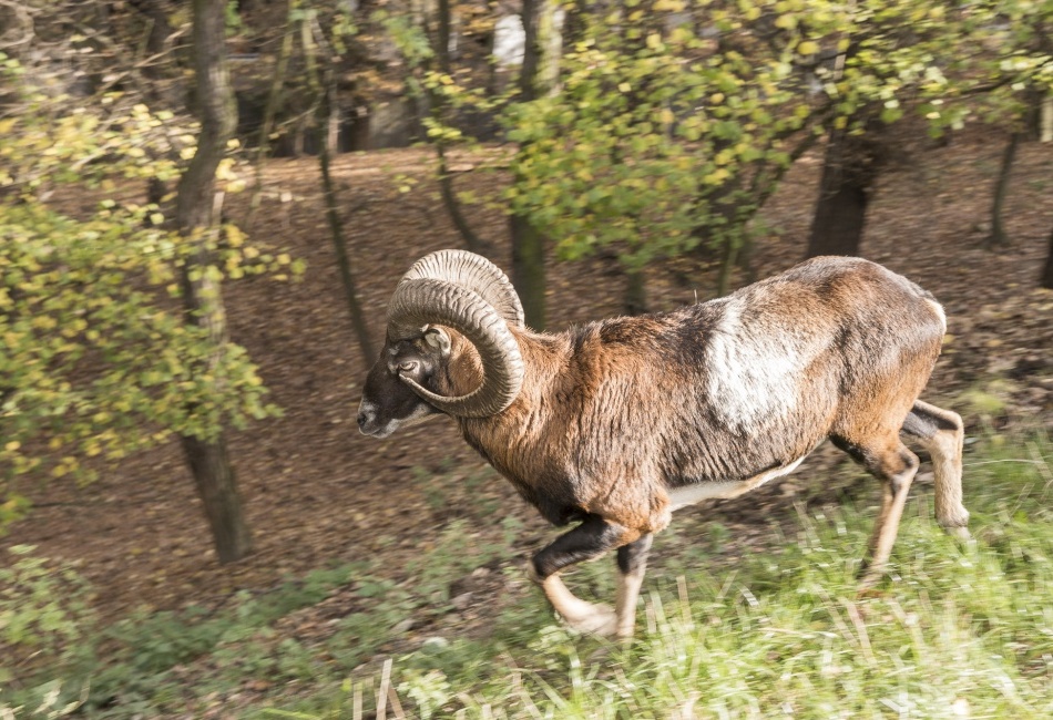 Muflon (Ovis musimon)