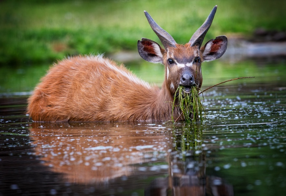 Sitatunga západoafrická