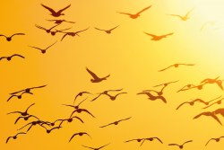 Michael Kudela - Černé slunce  (leden)