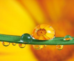 Věra Stuchelová - Svět v kapkách  (červen)