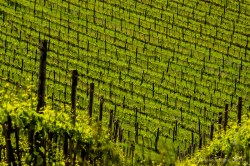 Zdeněk Prokop Fotoexpedice Toskánsko