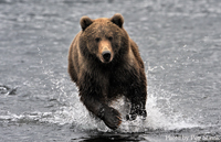 Medvěd hněd&yacute;