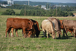 Ukázkový snímek Nikon D7100 + AF-S 18-140mm f/3,5-5,6 G ED