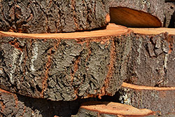 Ukázkový snímek Nikon D7100 + AF-S 18-140mm f/3,5-5,6 G ED