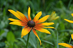 Ukázkový snímek Nikon D7100 + AF-S 18-140mm f/3,5-5,6 G ED