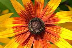 300mm; f/16; 1/125; ISO 800