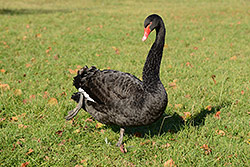 116mm; f/8; 1/160, ISO 100