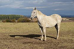 116mm; f/8, 1/1250; ISO 400