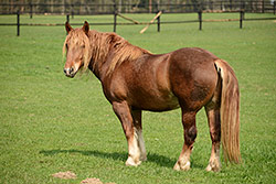 Nikon D600 + AF-S Nikkor 80-400mm f/4,5-5,6 G ED VR