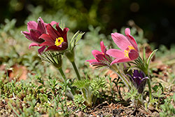 Nikon D600 + AF-S Nikkor 80-400mm f/4,5-5,6 G ED VR