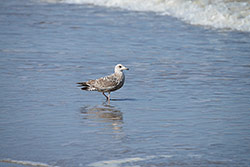 Nikon D600 + AF-S Nikkor 80-400mm f/4,5-5,6 G ED VR