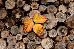 Clona f/8, expoziční čas 1/250 vteřiny, ISO 800