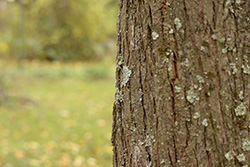 Clona f/4, expoziční čas 1/1000 vteřiny, ISO 1600