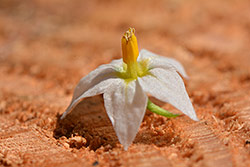 Ukázková fotografie č.1