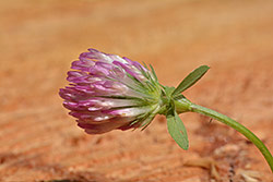 Ukázková fotografie č.6