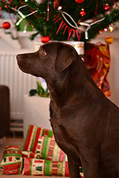 Nissin - zkušební foto I.